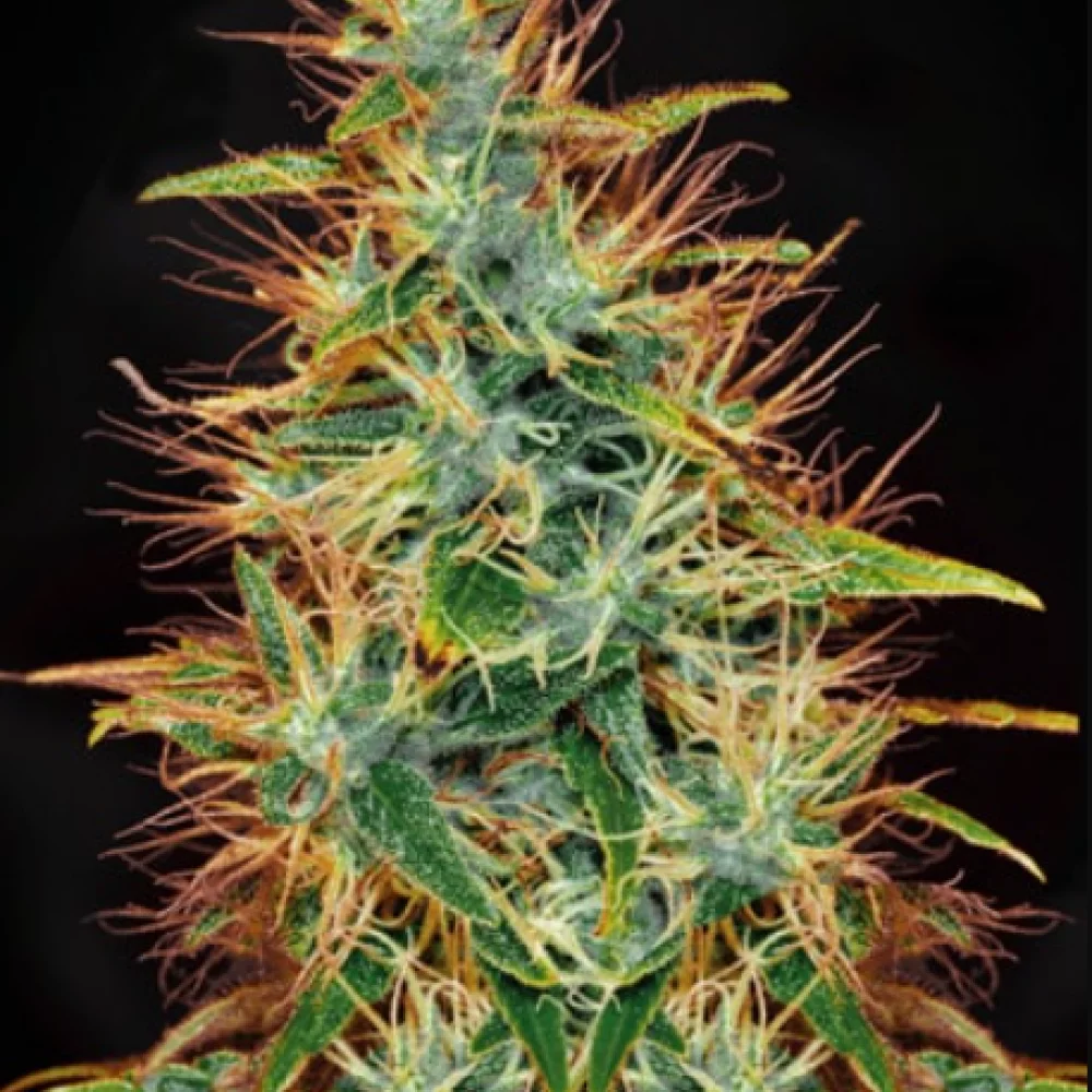 Сорт насіння канабісу Jamaica Sativa Сорт насіння канабісу Jamaica Sativa